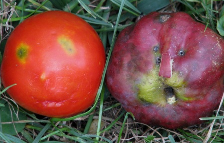Pictures Of Apples With Faces. And I found an apple with a