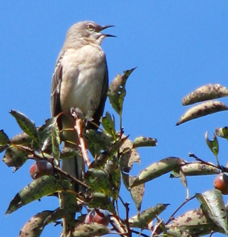 mockingbird in persimmon tree