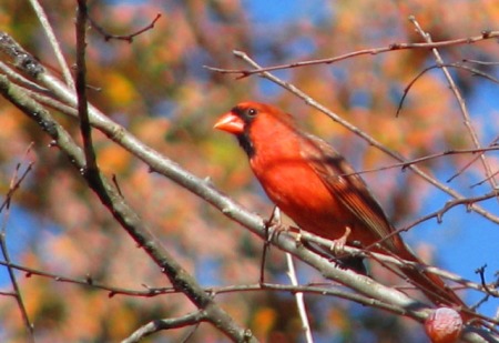 cardinal-blog