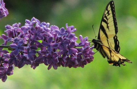 swallowtail-on-lilacs-blog