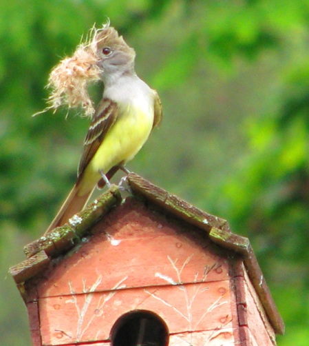 flycatcher builds her nest blog