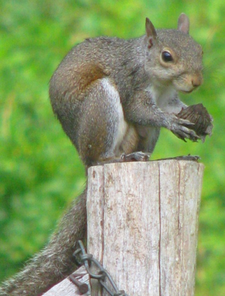 squirrel with big nut blog