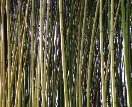 Biltmore bamboo (2) (800x649)