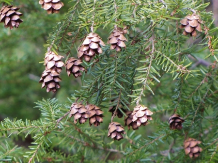 Biltmore evergreen cones (2) (800x599)