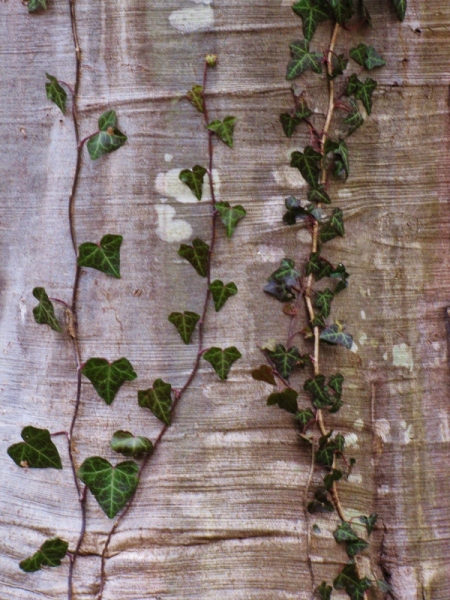 Biltmore ivy climbing (2) (600x800)
