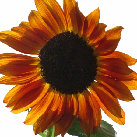 sunflower (2) (799x800)
