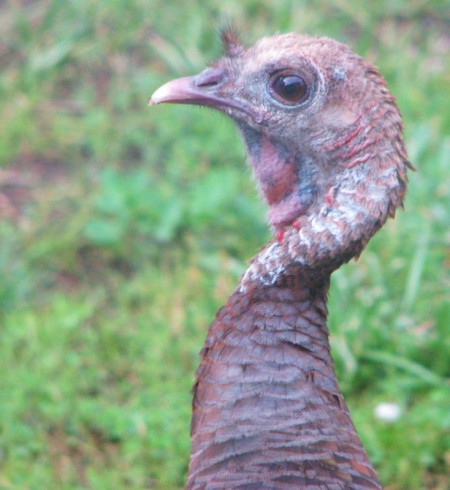 We are blessed with wild turkeys this year. 